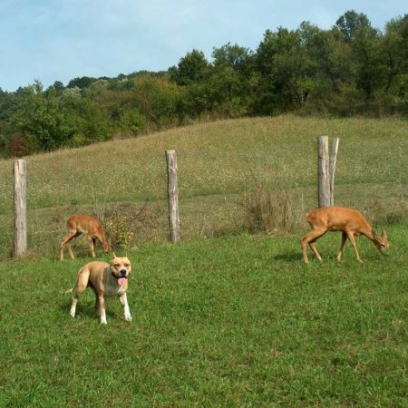 amstaff si caprioare